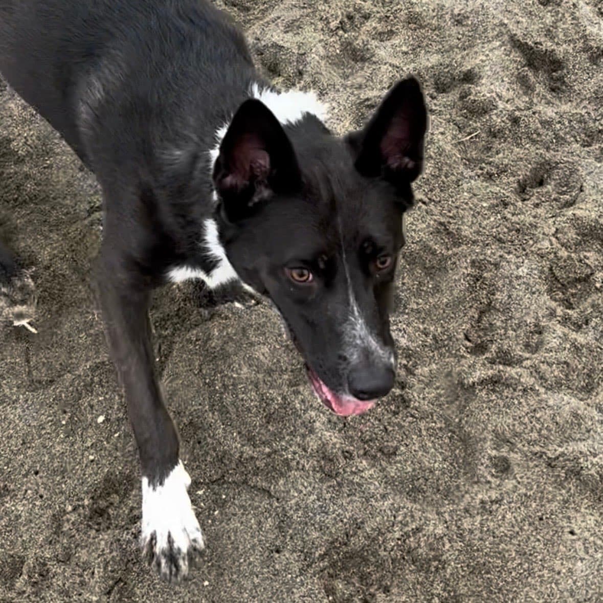 Rosa the dog, office mascot